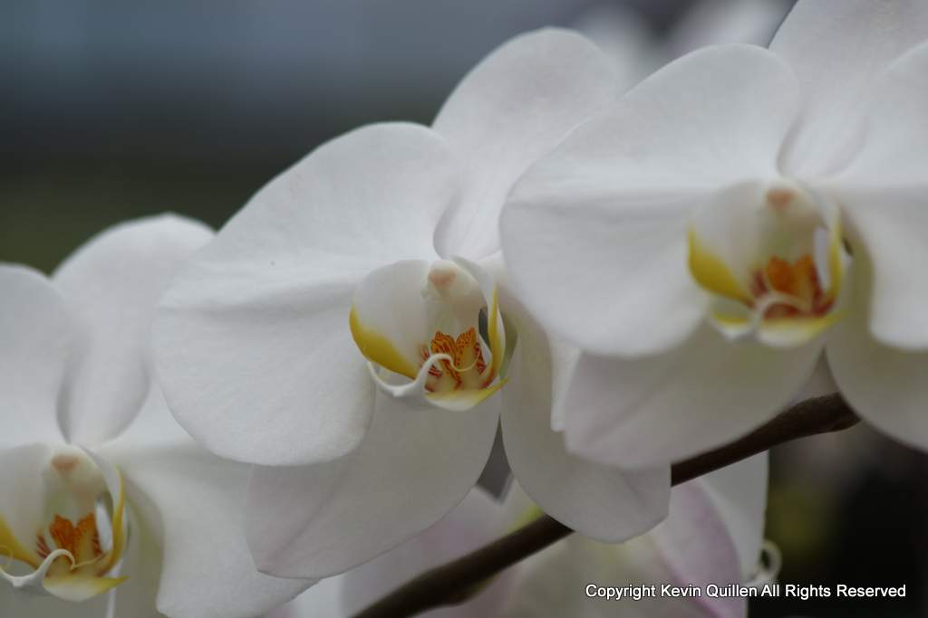 White Orchid -2